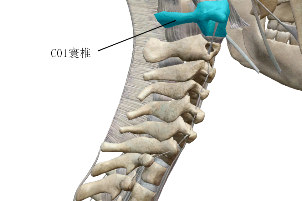 第一颈椎位置图片