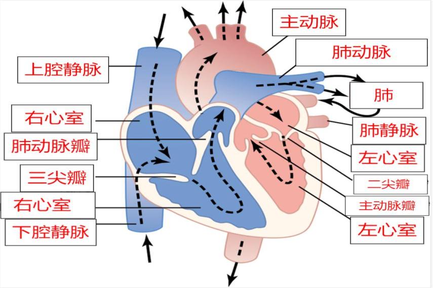 心脏血流动方向图