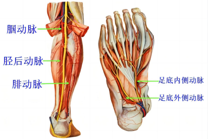 腘动脉解剖图