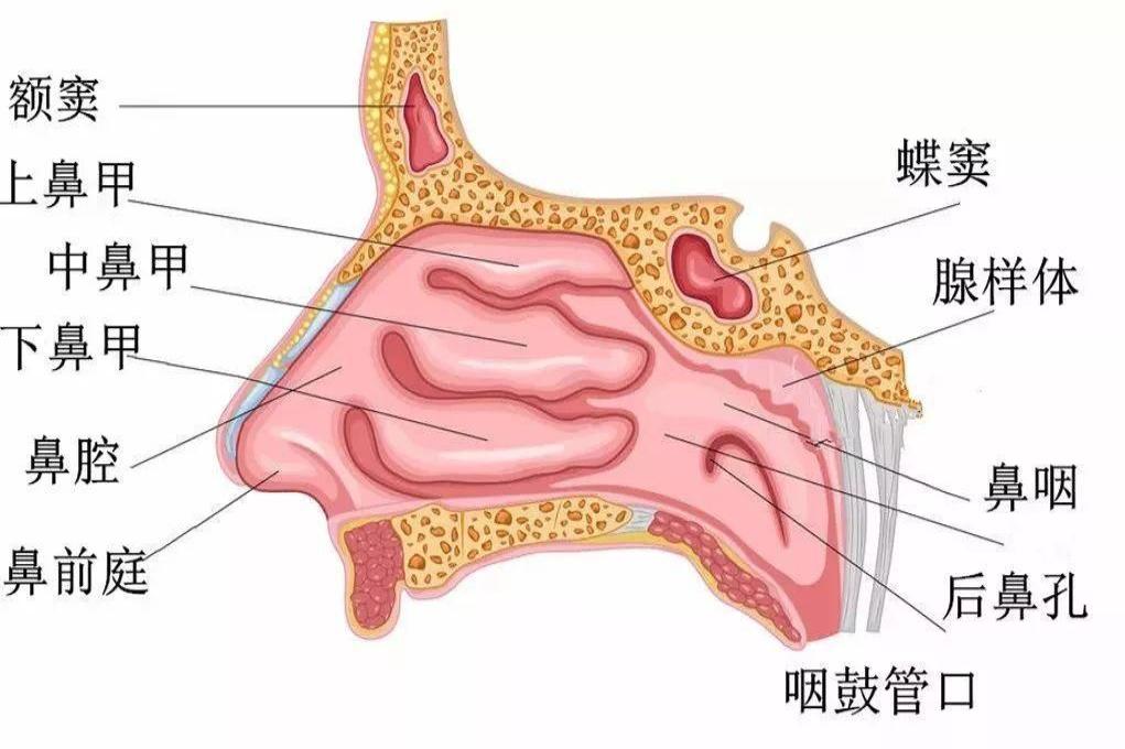 鼻子构造解剖图图片