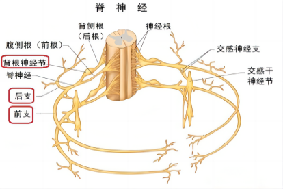 背根神经节解剖图
