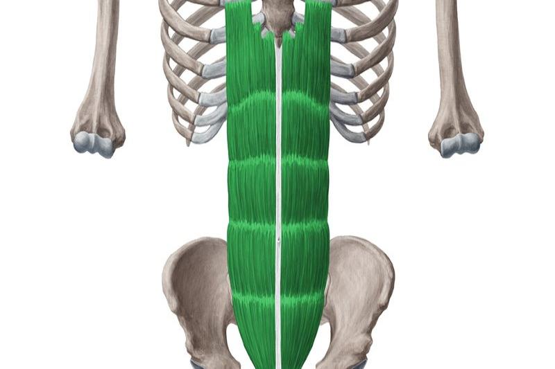 腹肌解剖的图片