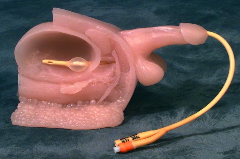 导尿模型展示图