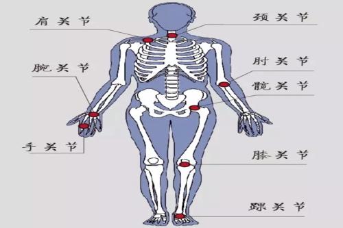 1.关节面：关节中所有相关骨骼的接触面。每个关节包括至少两个关节面，通常是一个凸面和一个凹面。凸的叫关节头，凹的叫关节窝。关节面覆盖着关节软骨，可以使粗糙的关节面变得光滑，同时可以减少关节面在运动时的摩擦力，缓冲震动和冲击。