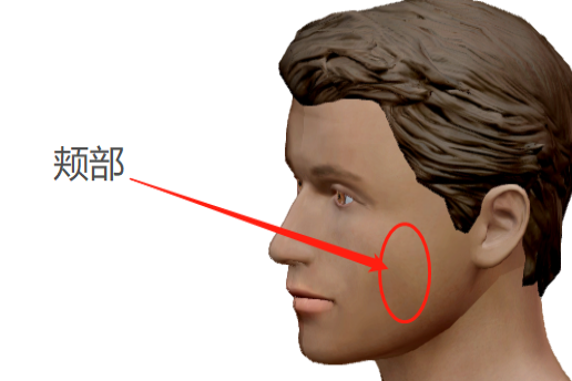 颊部位置图片