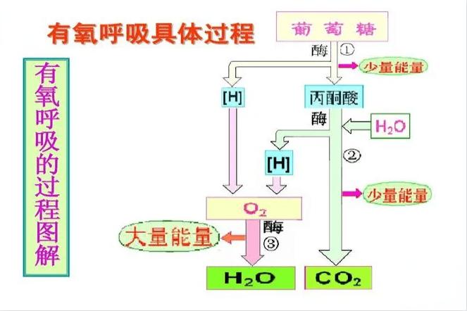有氧呼吸过程图解