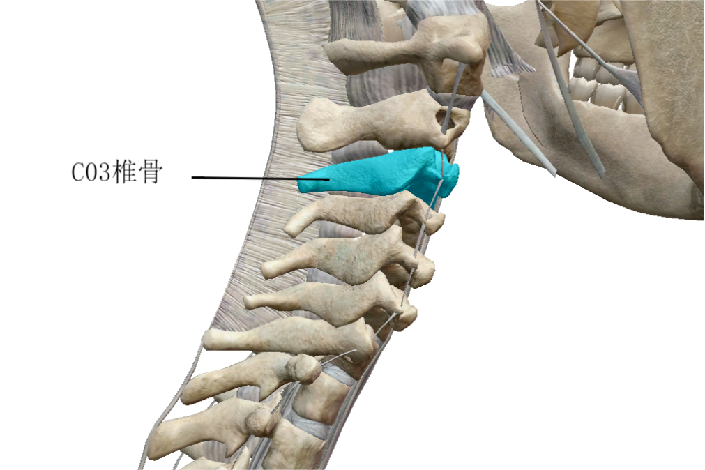 第三颈椎位置图片