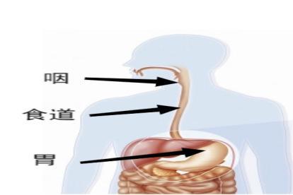 食管位置示意图片