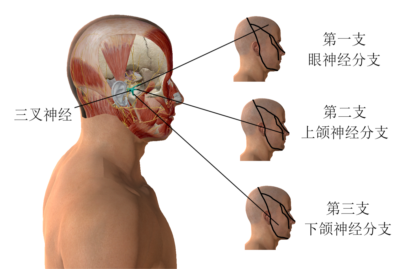 三叉神经对应区图