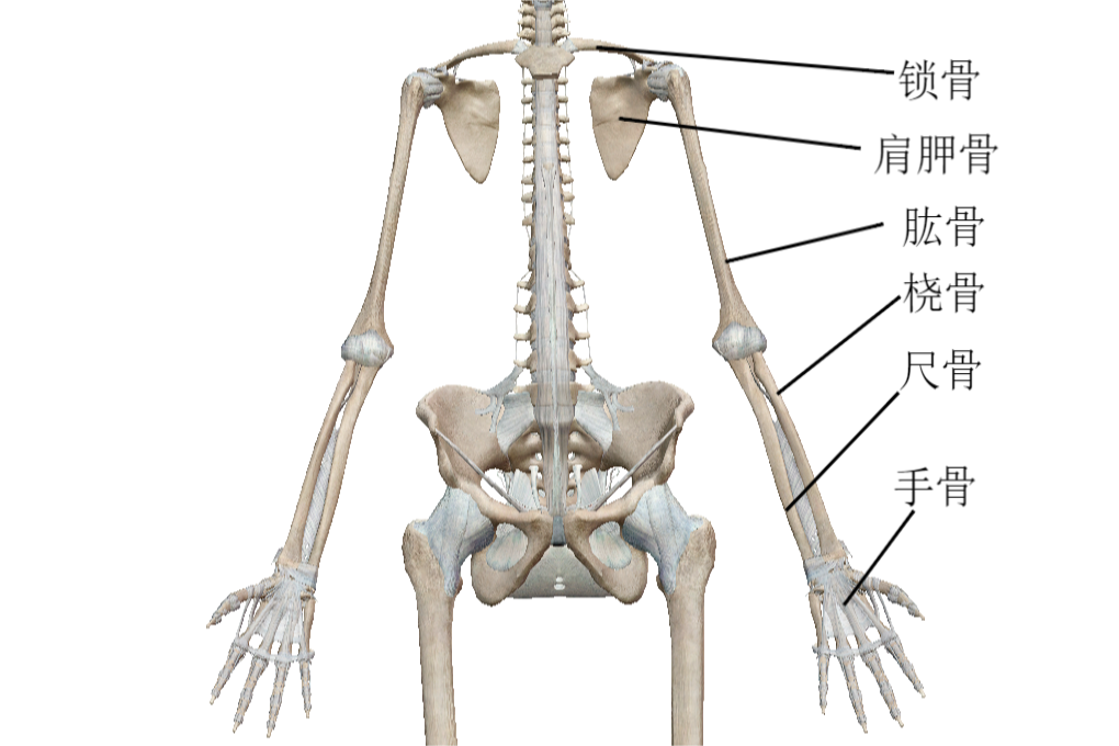 上肢骨结构图片