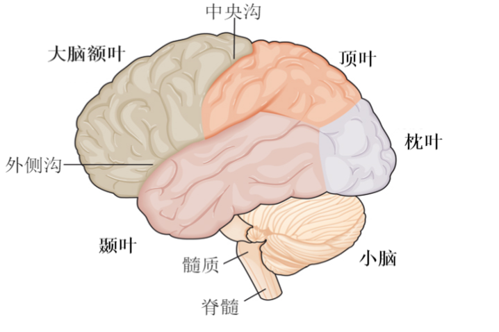 大脑结构图片