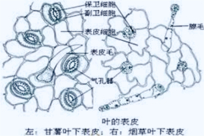 叶片下表皮细胞的图片