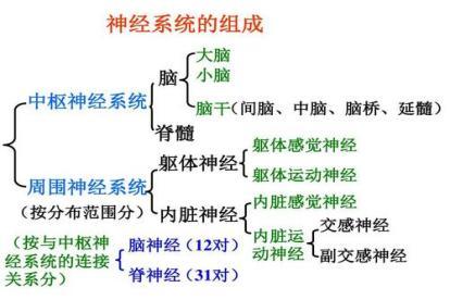 神经系统的思维导图图片