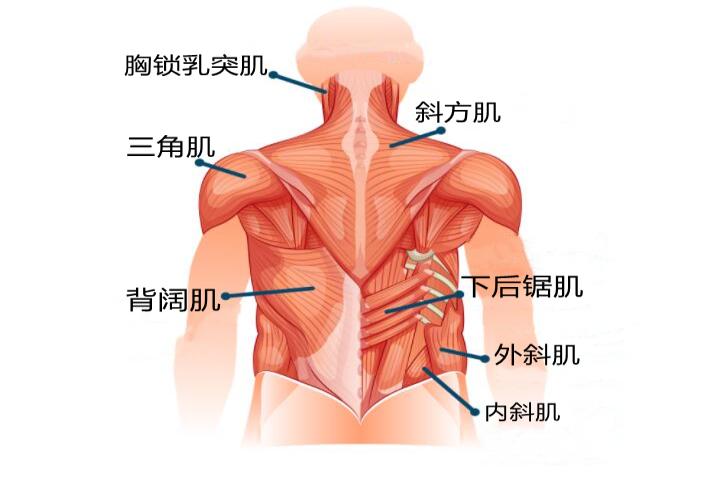 人体背部结构图片