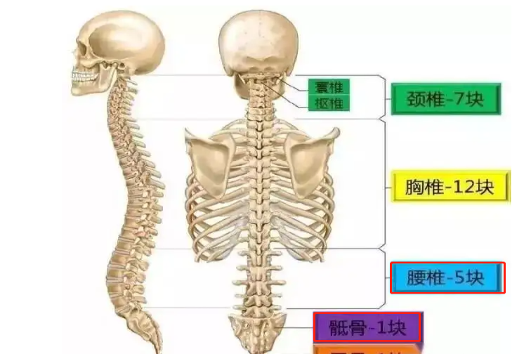 腰椎骶椎的位置示意图