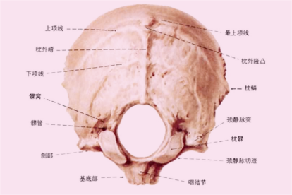 枕骨斜坡解剖图谱