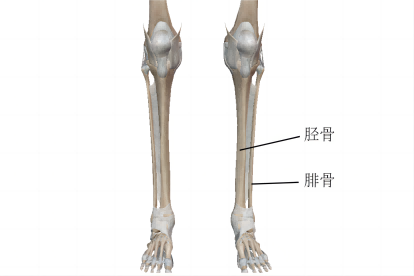 小腿骨骼图片