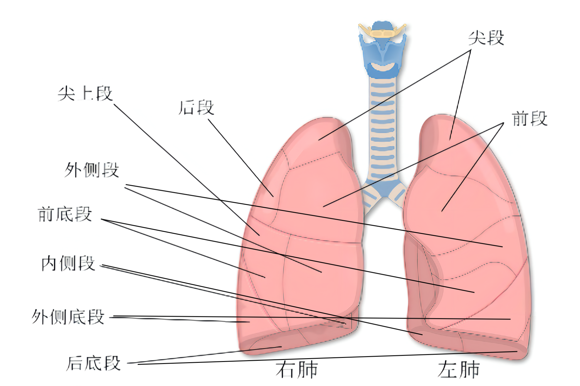 肺的分段图