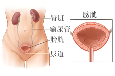 膀胱位置分解图