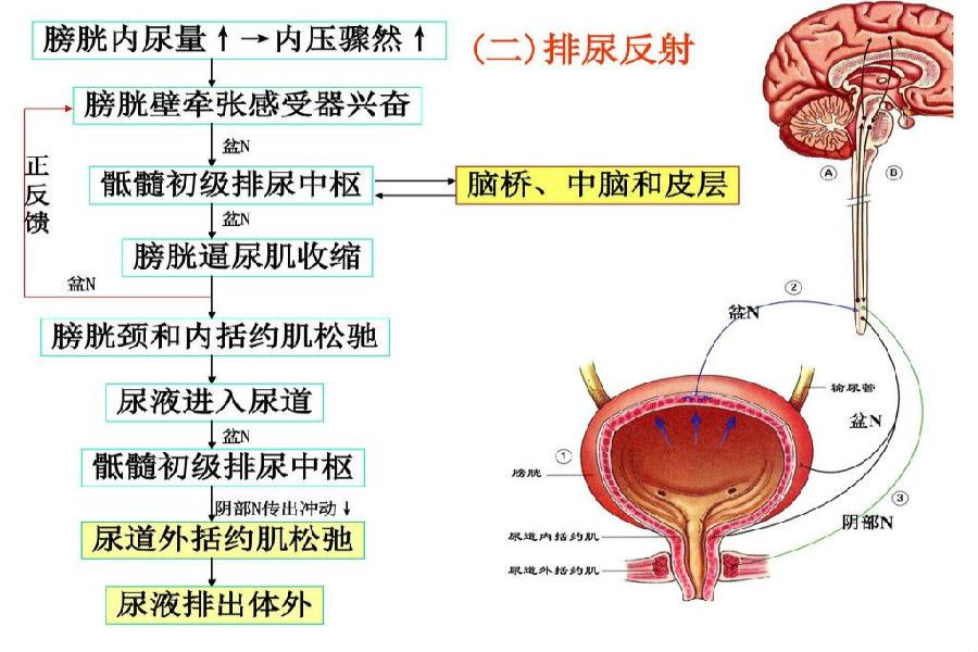 排尿反射图片
