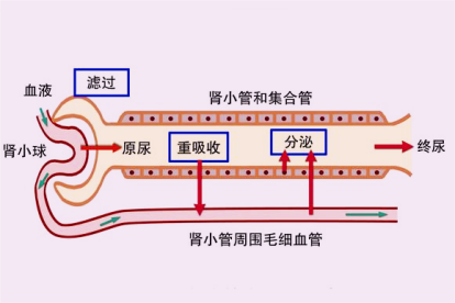 肾小管集合管重吸收图片