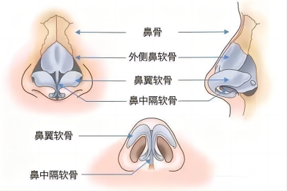 鼻中隔解剖结构图
