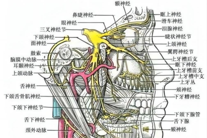 神经系统解剖图