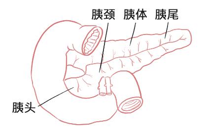 胰腺断层解剖图