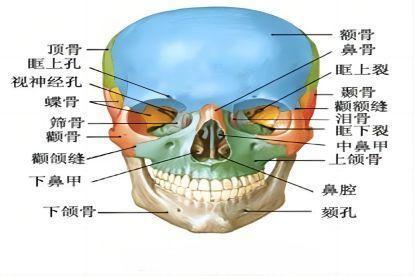 面部颅骨图片