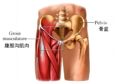 腹股沟位置图解