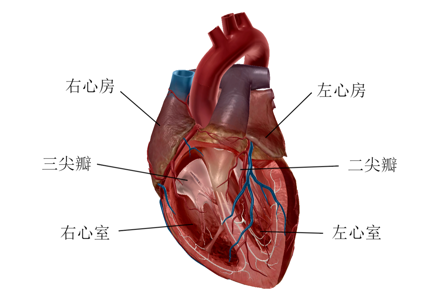 心脏结构简单示意图片
