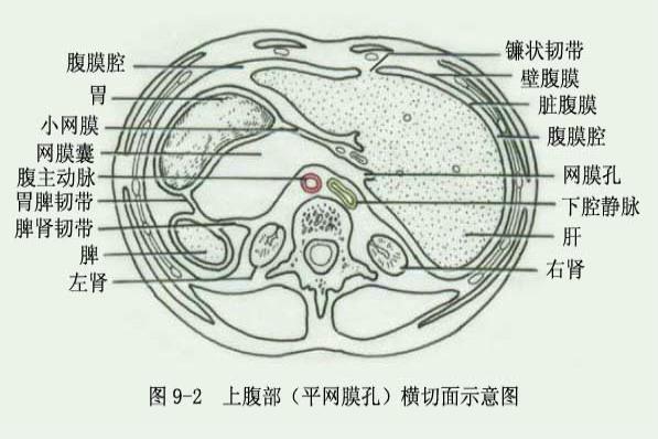 腹膜位置图片