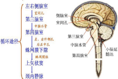 脑脊液循环图片