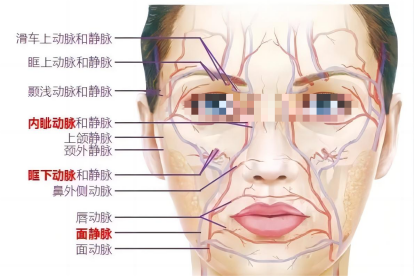 脸部血管图图片