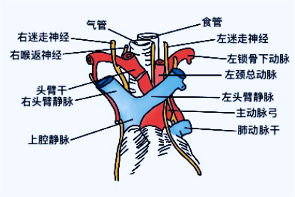 纵隔血管解剖结构图