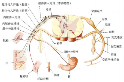 神经系统解剖图