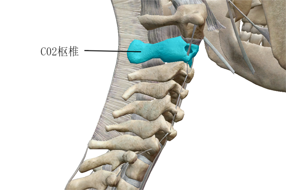 第二颈椎位置图片
