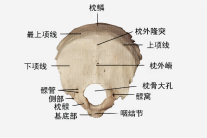 枕骨的结构图