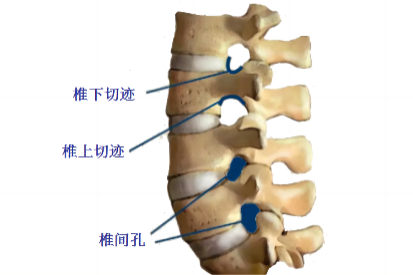 椎上切迹和椎下切迹图