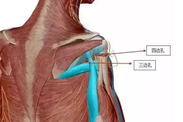 三边孔和四边孔解剖图片