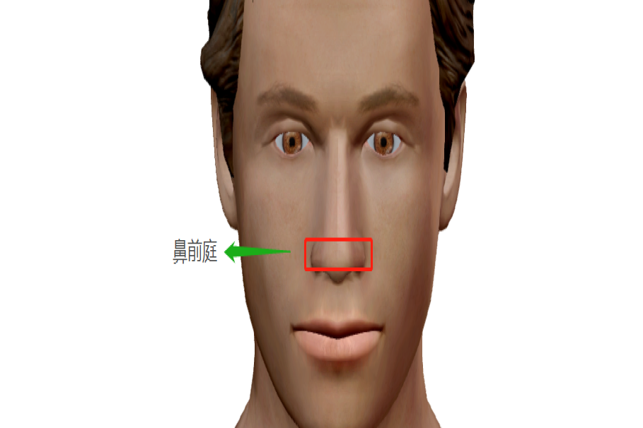鼻前庭图片