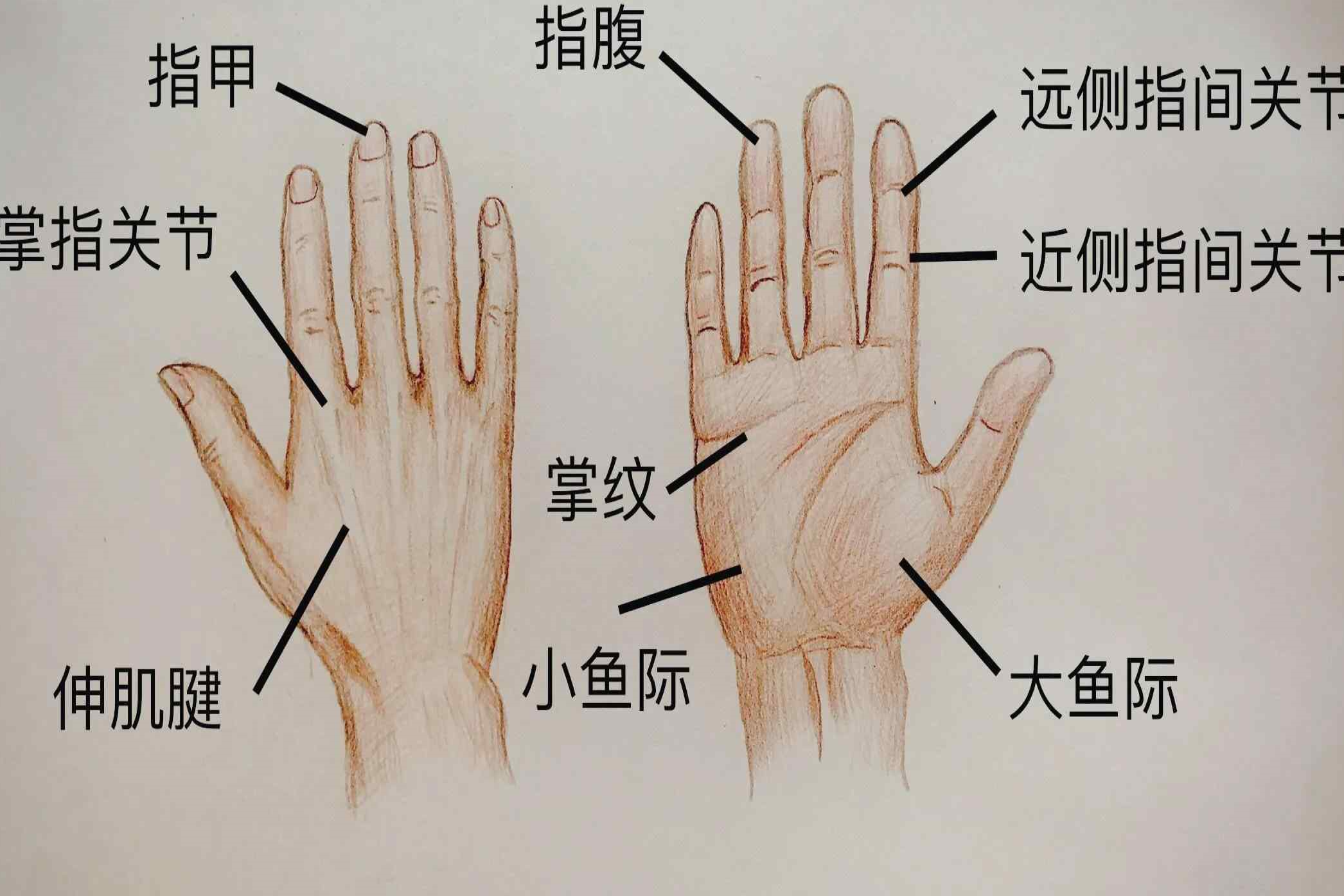 手的部位图片