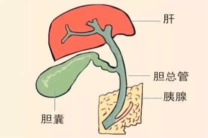 胆囊位置图