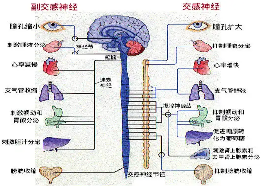 交感神经和副交感神经图