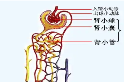肾单位的组成示意简图