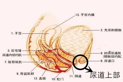 女性尿道上部图片