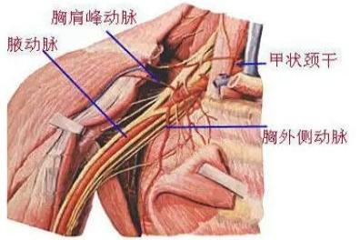 腋窝动脉位置的图片