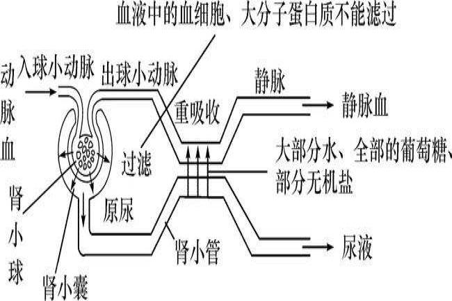 尿液形成过程示意图