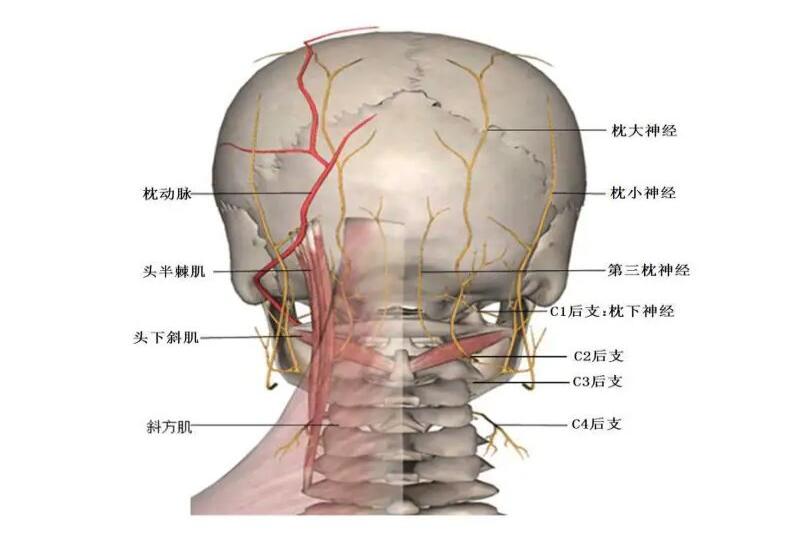 颈神经分布图片