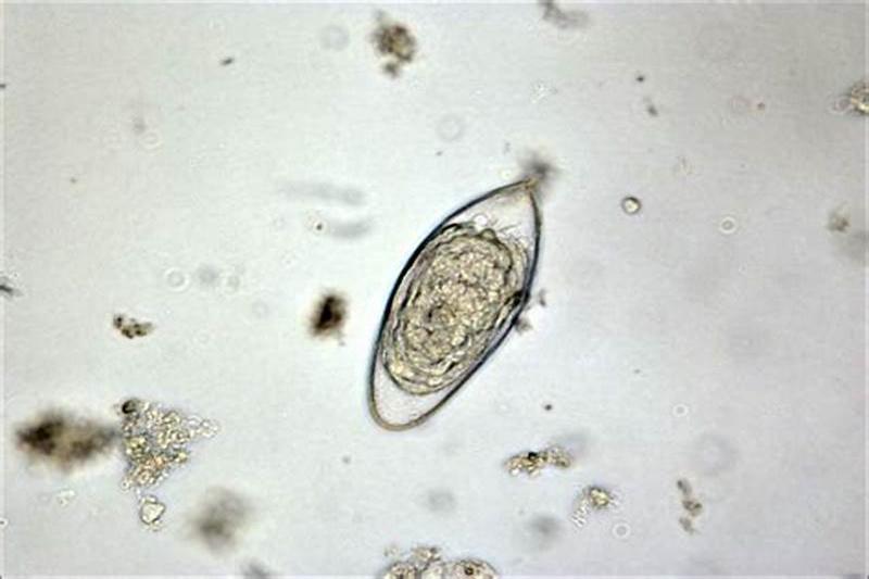 螨虫卵图